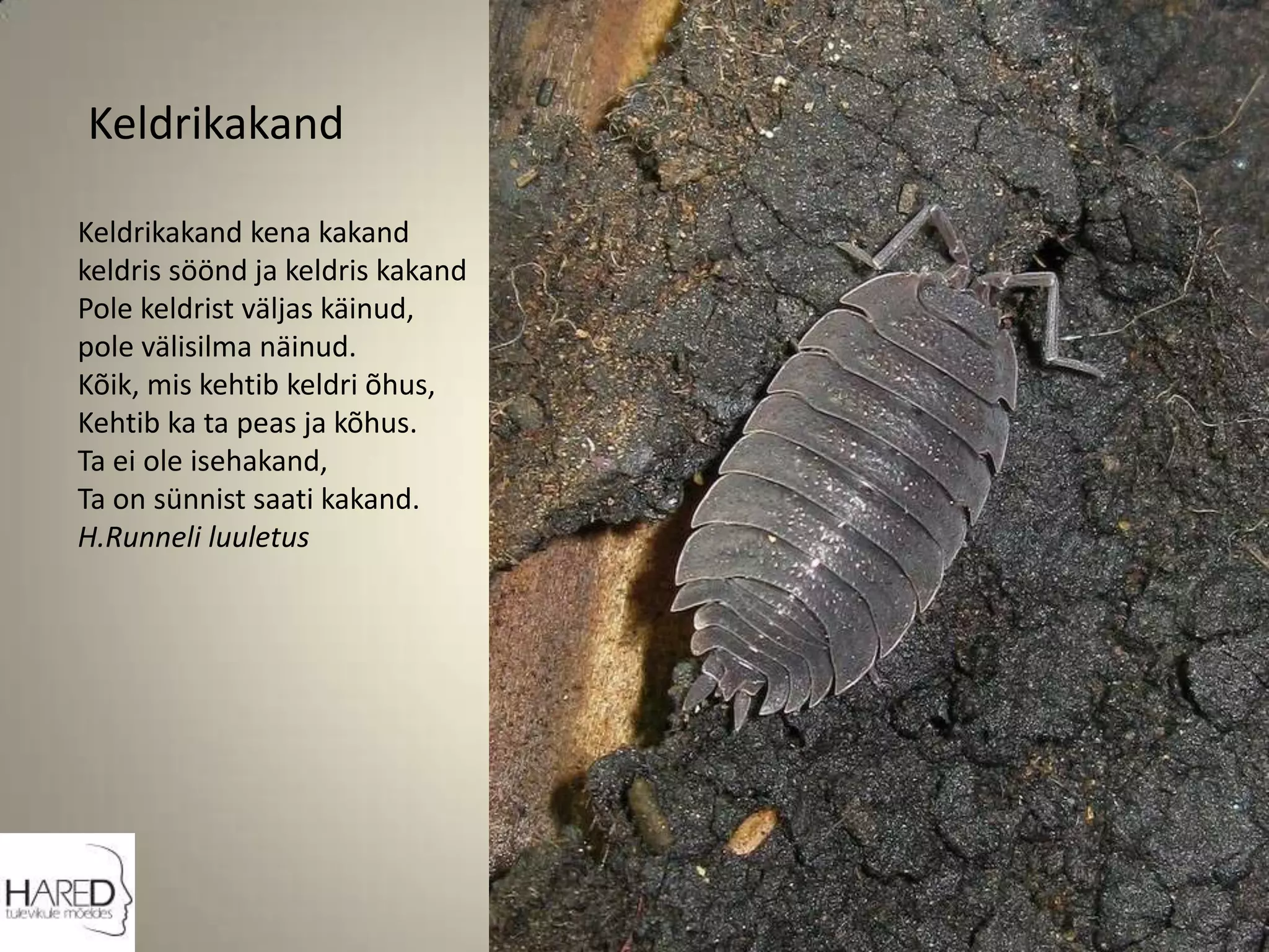 KeldrikakandKeldrikakand kena kakandkeldris söönd ja keldris kakandPole keldrist väljas käinud,pole välisilma näinud.Kõik, mis kehtib keldri õhus,Kehtib ka ta peas ja kõhus.Ta ei ole isehakand,Ta on sünnist saati kakand.H.Runneli luuletus