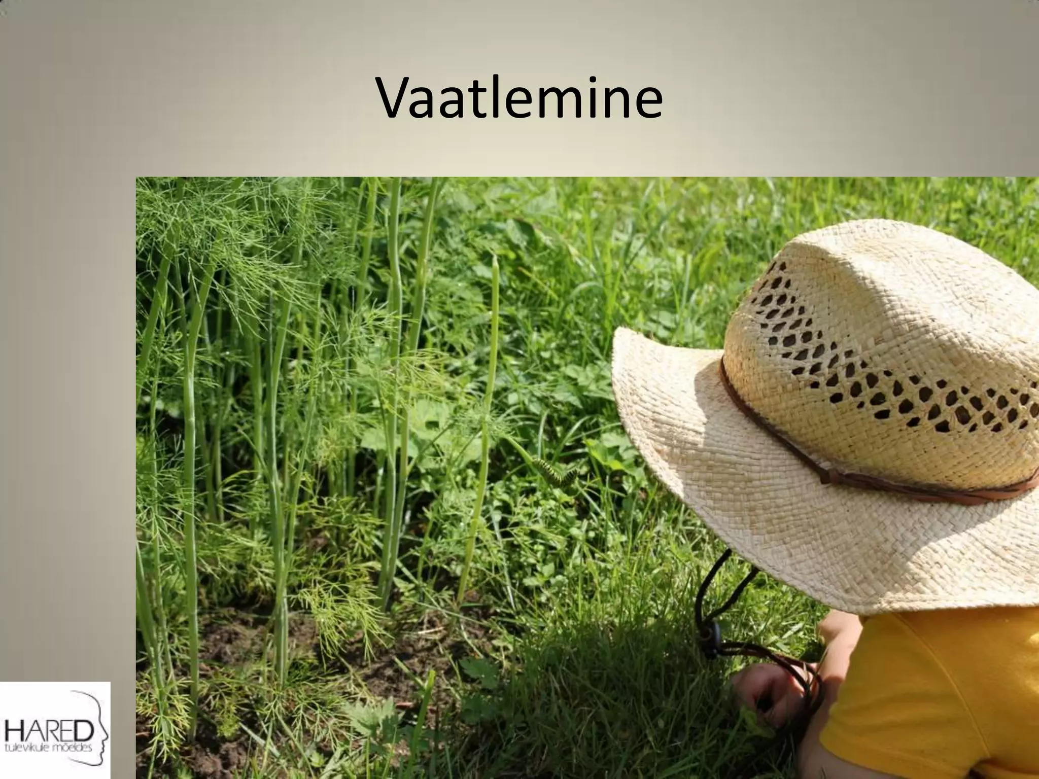Vaatlemine