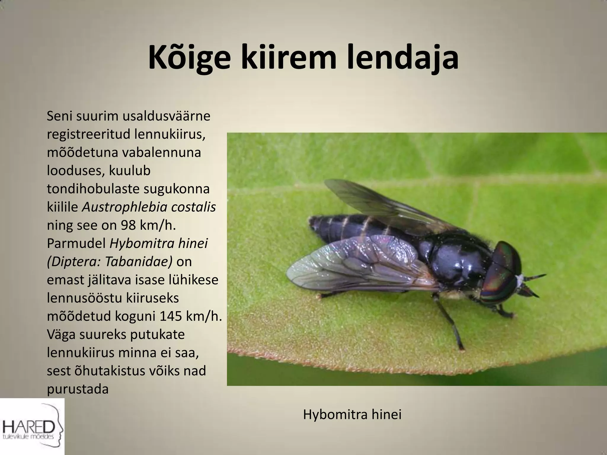 Kõige kiirem lendajaSeni suurim usaldusväärne registreeritud lennukiirus, mõõdetuna vabalennuna looduses, kuulub tondihobulaste sugukonna kiilile Austrophlebia costalis ning see on 98 km/h. Parmudel Hybomitra hinei (Diptera: Tabanidae) on emast jälitava isase lühikese lennusööstu kiiruseks mõõdetud koguni 145 km/h. Väga suureks putukate lennukiirus minna ei saa, sest õhutakistus võiks nad purustadaHybomitra hinei 
