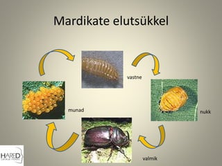 Mardikate elutsükkel
valmik
munad
vastne
nukk
 