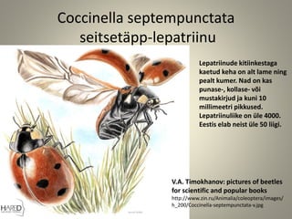 Coccinella septempunctata
seitsetäpp-lepatriinu
)
V.A. Timokhanov: pictures of beetles
for scientific and popular books
http://www.zin.ru/Animalia/coleoptera/images/
h_200/Coccinella-septempunctata-v.jpg
Lepatriinude kitiinkestaga
kaetud keha on alt lame ning
pealt kumer. Nad on kas
punase-, kollase- või
mustakirjud ja kuni 10
millimeetri pikkused.
Lepatriinuliike on üle 4000.
Eestis elab neist üle 50 liigi.
 