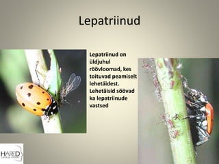 Lepatriinud
Lepatriinud on
üldjuhul
röövloomad, kes
toituvad peamiselt
lehetäidest.
Lehetäisid söövad
ka lepatriinude
vastsed
 