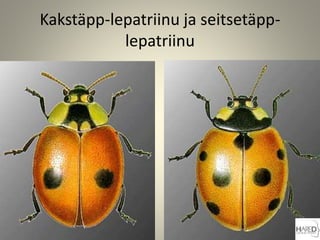 Kakstäpp-lepatriinu ja seitsetäpp-
lepatriinu
 