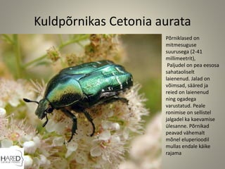 Kuldpõrnikas Cetonia aurata
Põrniklased on
mitmesuguse
suurusega (2-41
millimeetrit),
Paljudel on pea eesosa
sahataoliselt
laienenud. Jalad on
võimsad, sääred ja
reied on laienenud
ning ogadega
varustatud. Peale
ronimise on sellistel
jalgadel ka kaevamise
ülesanne. Põrnikad
peavad vähemalt
mõnel eluperioodil
mullas endale käike
rajama
 
