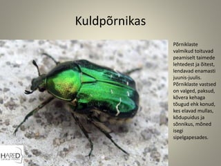Kuldpõrnikas
Põrniklaste
valmikud toituvad
peamiselt taimede
lehtedest ja õitest,
lendavad enamasti
juunis-juulis.
Põrniklaste vastsed
on valged, paksud,
kõvera kehaga
tõugud ehk konud,
kes elavad mullas,
kõdupuidus ja
sõnnikus, mõned
isegi
sipelgapesades.
 