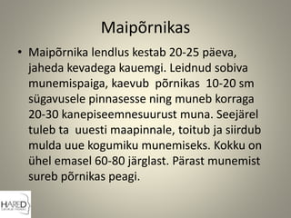Maipõrnikas
• Maipõrnika lendlus kestab 20-25 päeva,
jaheda kevadega kauemgi. Leidnud sobiva
munemispaiga, kaevub põrnikas 10-20 sm
sügavusele pinnasesse ning muneb korraga
20-30 kanepiseemnesuurust muna. Seejärel
tuleb ta uuesti maapinnale, toitub ja siirdub
mulda uue kogumiku munemiseks. Kokku on
ühel emasel 60-80 järglast. Pärast munemist
sureb põrnikas peagi.
.
 