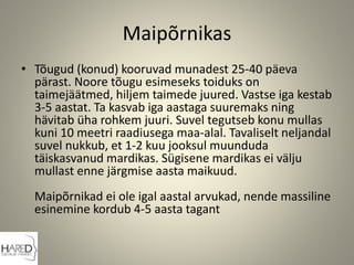 Maipõrnikas
• Tõugud (konud) kooruvad munadest 25-40 päeva
pärast. Noore tõugu esimeseks toiduks on
taimejäätmed, hiljem taimede juured. Vastse iga kestab
3-5 aastat. Ta kasvab iga aastaga suuremaks ning
hävitab üha rohkem juuri. Suvel tegutseb konu mullas
kuni 10 meetri raadiusega maa-alal. Tavaliselt neljandal
suvel nukkub, et 1-2 kuu jooksul muunduda
täiskasvanud mardikas. Sügisene mardikas ei välju
mullast enne järgmise aasta maikuud.
Maipõrnikad ei ole igal aastal arvukad, nende massiline
esinemine kordub 4-5 aasta tagant
 