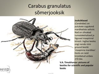 Carabus granulatus
sõmerjooksik
V.A. Timokhanov: pictures of
beetles for scientific and popular
books
Jooksiklased
(Carabidae) on
putukate sugukond
mardikaliste seltsist.
Nad on sihvakad
tumedakehalised ja
liiguvad maapinnal
kiiresti. Inglise keeles
ongi nende nimi
ground beetle
'maapinna mardikas'.
Eestis on neid
kirjeldatud umbes
270 liiki.
 