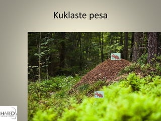 Kuklaste pesa
 