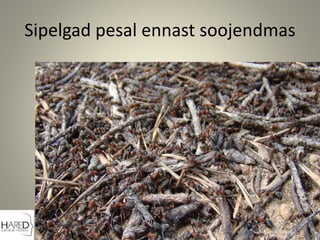 Sipelgad pesal ennast soojendmas
 