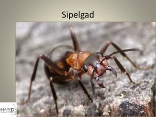 Sipelgad
 
