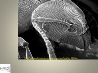 http://upload.wikimedia.org/wikipedia/commons/c/ca/Ant_SEM.jpg
 