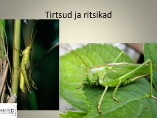 Tirtsud ja ritsikad
 