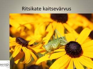 Ritsikate kaitsevärvus
 