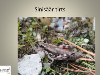 Sinisäär tirts
 