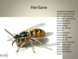 Herilane
Mürginõela pistega või
lihtsalt tugevate suiste
abil surmab herilane
oma ohvri, närib samas
ta küljest tükikesi,
mälub peeneks ja
toidab sellega
kannudes olevaid
vastseid.
Ise aga toituvad
herilased õite
nektarist, lehetäide
eritistest ning
varastavad mesilastelt
mett. Viljapuuaias
imevad herilased
ploomide,õunte,
pirnide ja marjade
mahla.
 