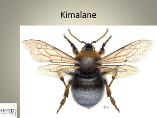 Kimalane
 