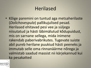 Herilased
• Kõige paremini on tuntud aga metsaherilaste
(Dolichovespula) pallikujulised pesad.
Herilased ehitavad pesi vee ja süljega
niisutatud ja hästi läbimälutud kõdupuidust,
mis on sarnane sellega, mida inimene
rakendab paberivabrikutes. Tugevate suiste
abil pureb herilane puukiud hästi peeneks ja
immutab selle oma rinnanäärme nõrega ja
valmistab saadud massist nii kärjekannud kui
ka pesakatted
 