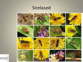 Sirelased
 