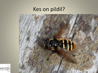 Kes on pildil?
 