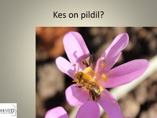 Kes on pildil?
 