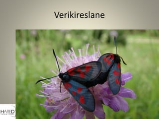 Verikireslane
 
