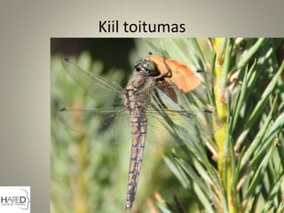 Kiil toitumas
 