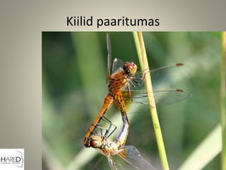 Kiilid paaritumas
 