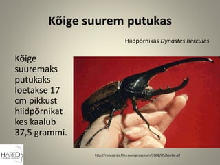 Kõige suurem putukas
Kõige
suuremaks
putukaks
loetakse 17
cm pikkust
hiidpõrnikat
kes kaalub
37,5 grammi.
Hiidpõrnikas Dynastes hercules
http://rericcardo.files.wordpress.com/2008/05/beetle.gif
 