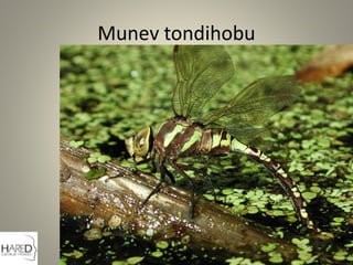 Munev tondihobu
 