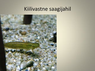 Kiilivastne saagijahil
 