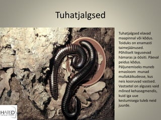 Tuhatjalgsed
Tuhatjalgsed elavad
maapinnal või kõdus.
Toiduks on enamasti
taimejäänused.
Põhiliselt tegusevad
hämaras ja öösiti. Päeval
peidus kõdus.
Päljunemiseks muneb
emasloom munad
mullakäikudesse, kus
neis kooruvad vastsed.
Vastsetel on alguses vaid
mõned kehasegmendis,
kuid iga uue
kestumisega tuleb neid
juurde.
 