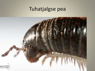 Tuhatjalgse pea
 