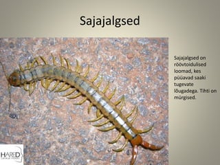Sajajalgsed
Sajajalgsed on
röövtoidulised
loomad, kes
püüavad saaki
tugevate
lõugadega. Tihti on
mürgised.
 
