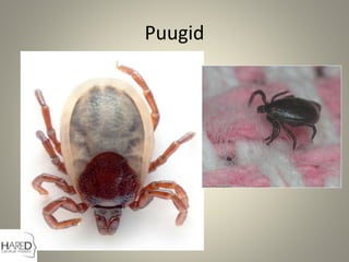 Puugid
 