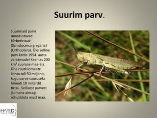 Suurim parv.
Suurimaid parvi
moodustavad
kõrbetirtsud
(Schistocerca gregaria)
(Orthoptera). Üks selline
parv kattis 1954. aasta
varakevadel Keenias 200
km² suuruse maa-ala.
Ühe ruutkilomeetri
kohta tuli 50 miljonit,
kogu parve suuruseks
hinnati 10 miljardit
tirtsu. Sellisest parvest
jäi maha ainsagi
rohulibleta must maa.
 