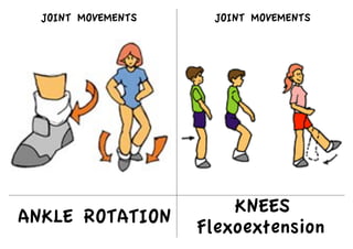 ANKLE ROTATION
KNEES
Flexoextension
JOINT MOVEMENTS
JOINT MOVEMENTS
