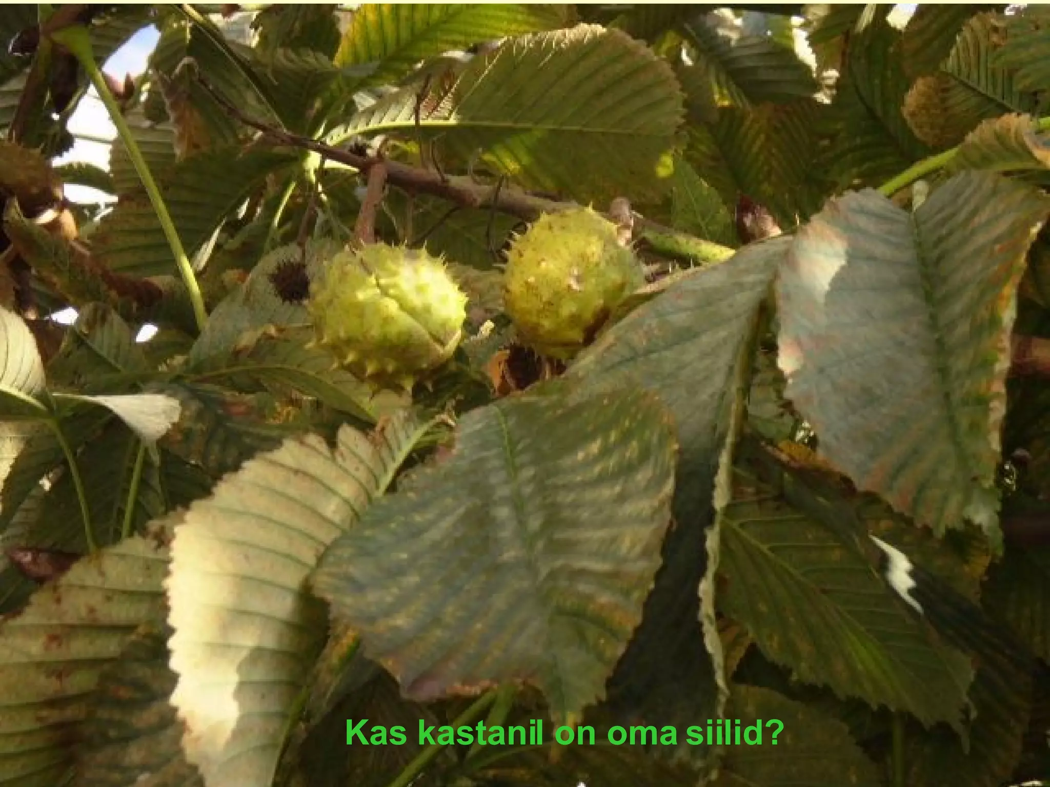 Kas kastanil on oma siilid? 