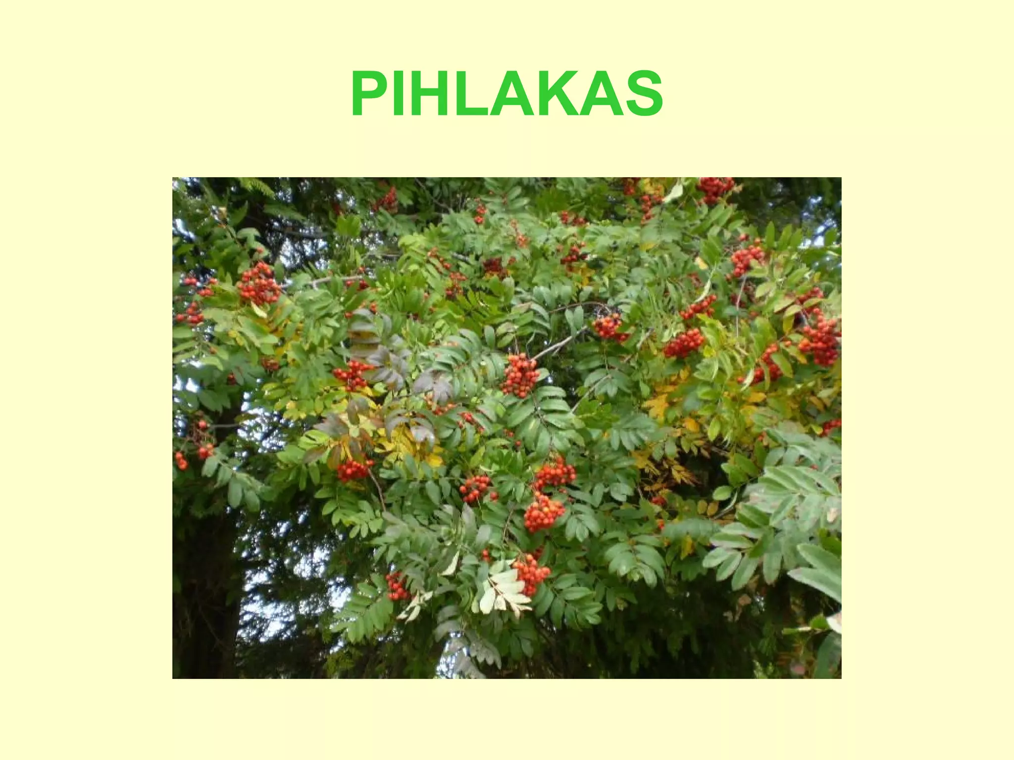 PIHLAKAS 