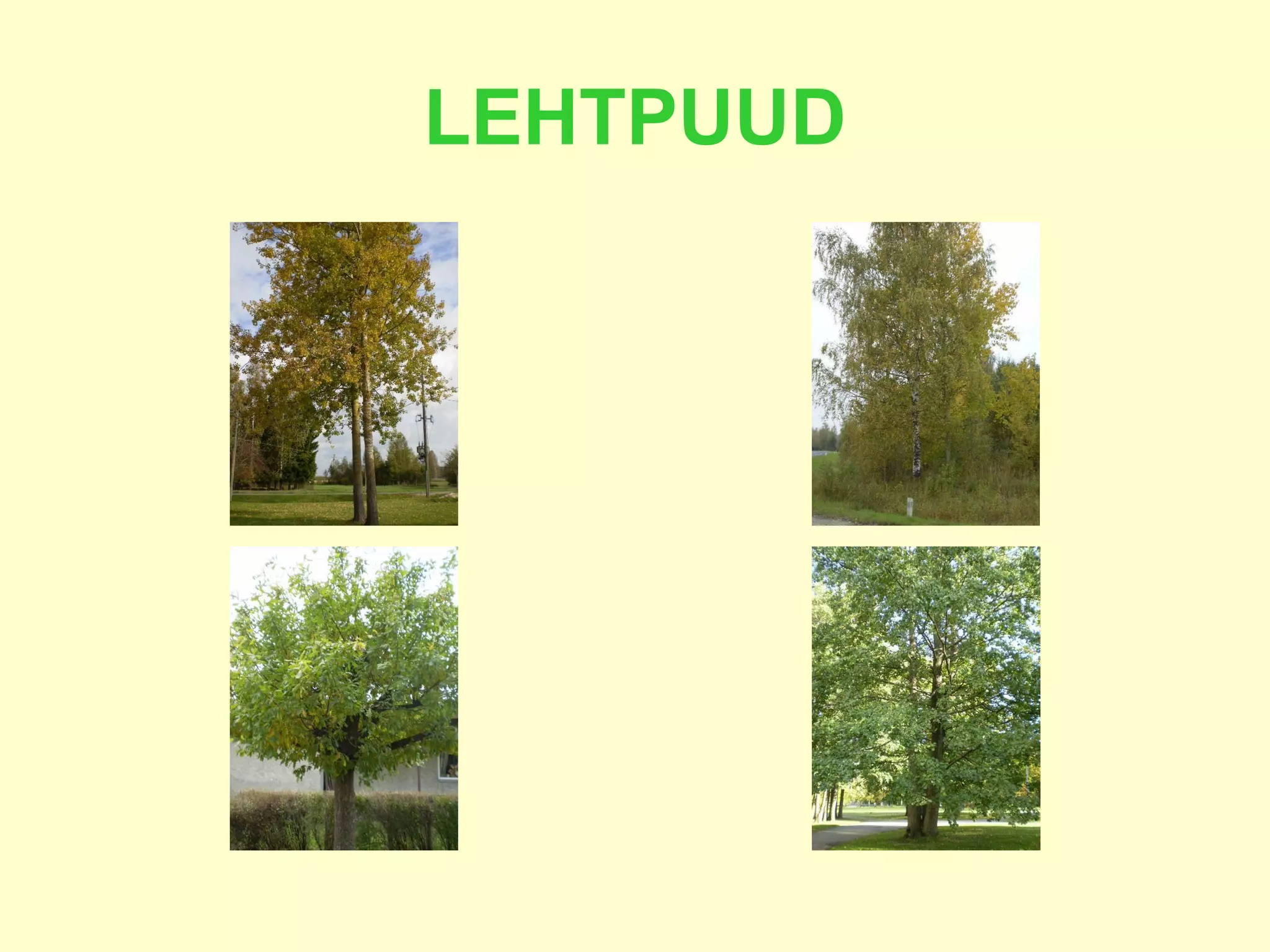 LEHTPUUD 