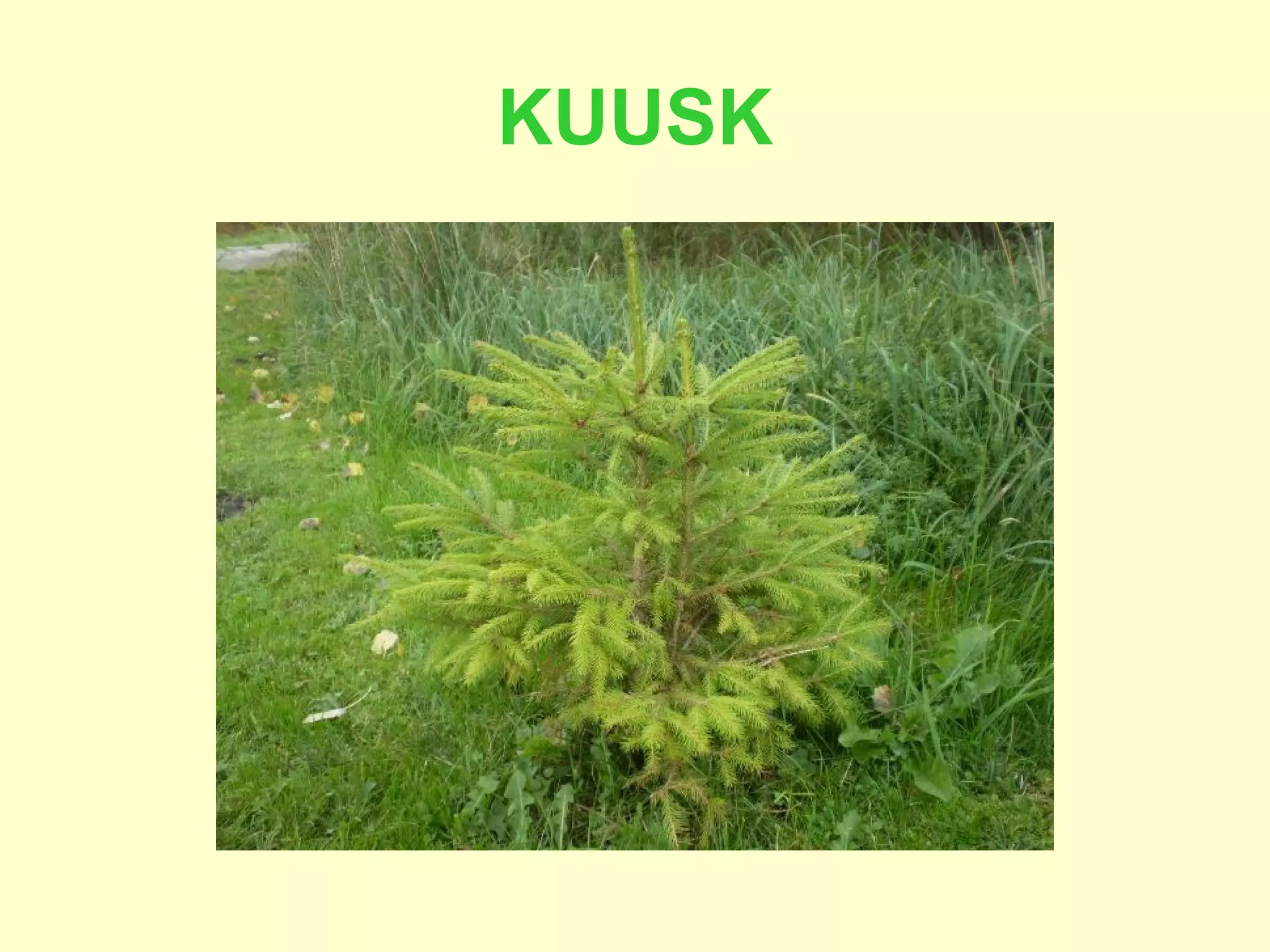 KUUSK 