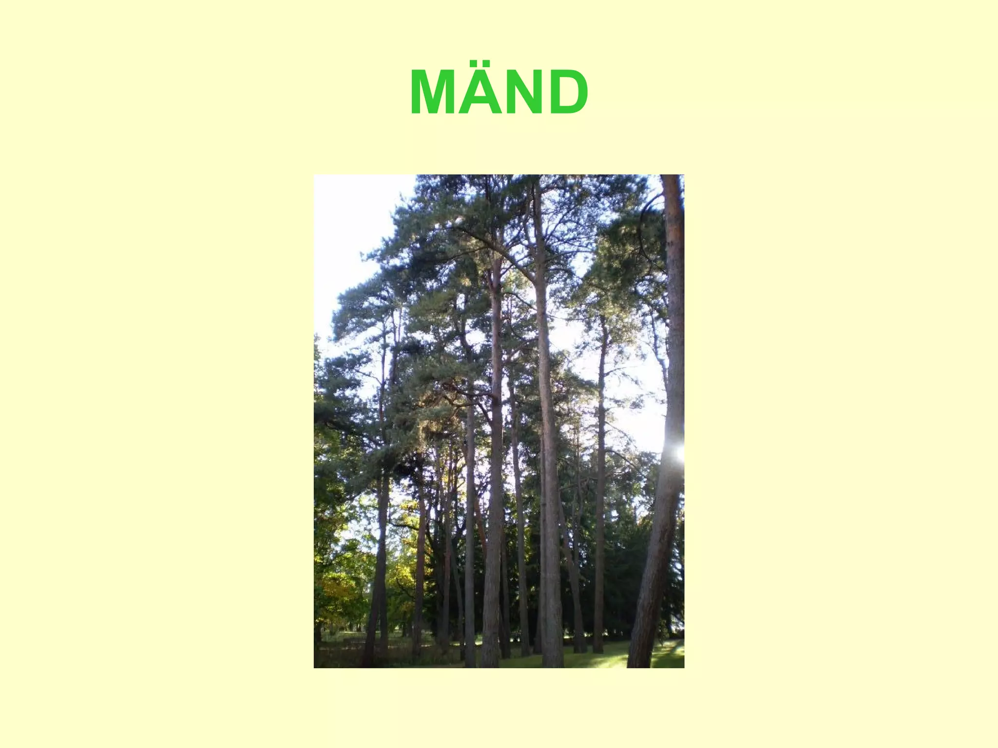 MÄND 
