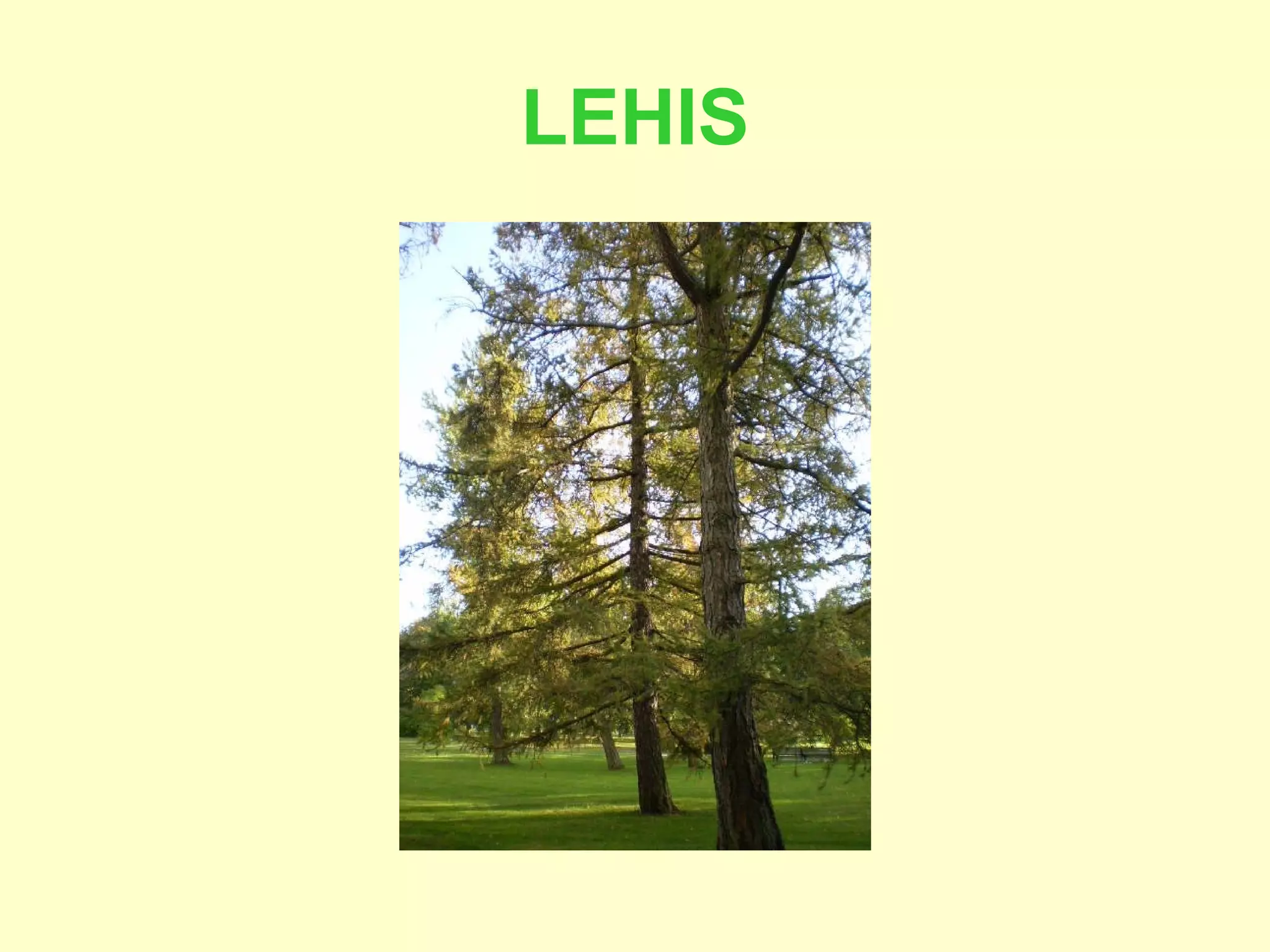 LEHIS 