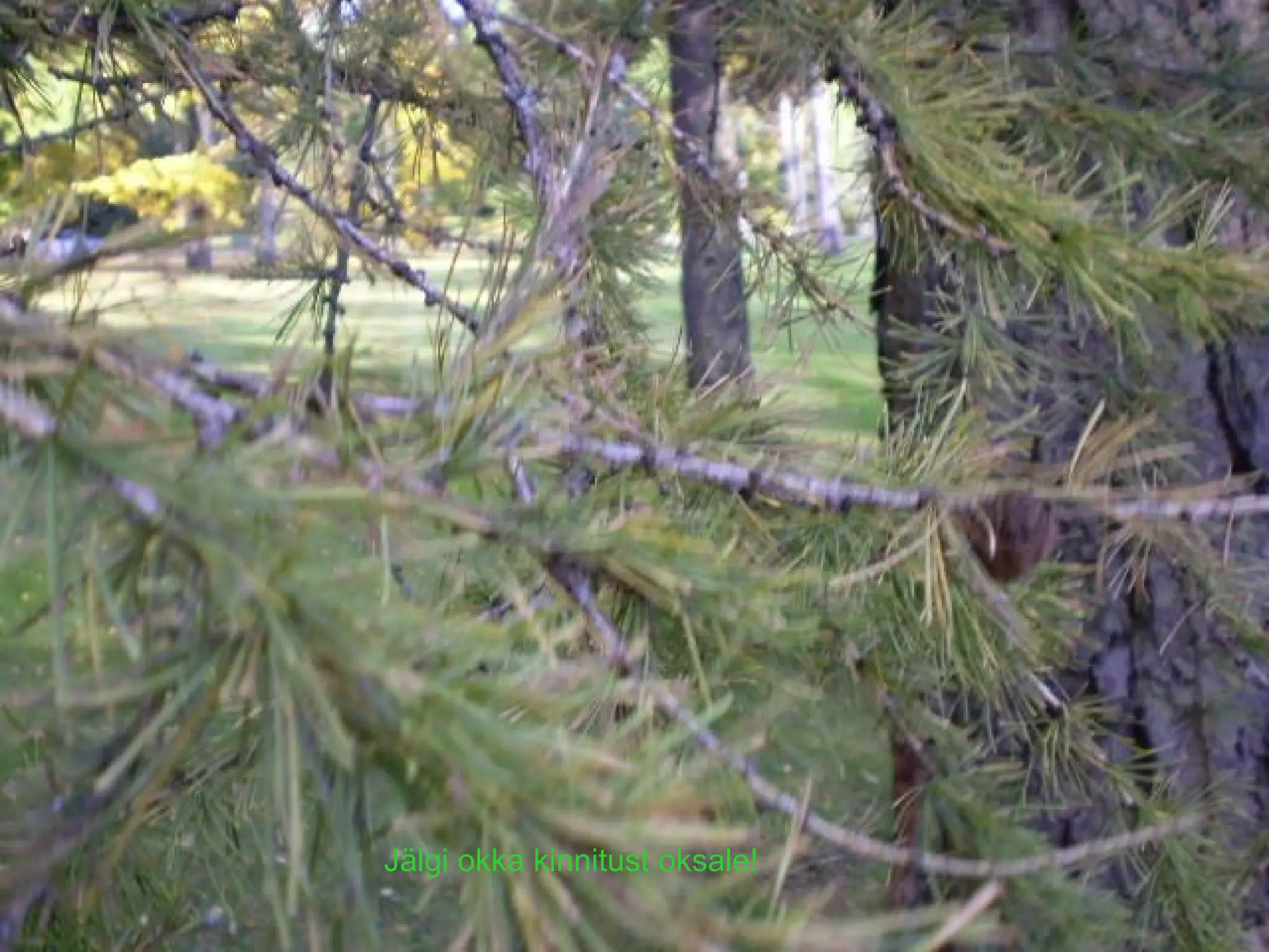 Jälgi okka kinnitust oksale! 