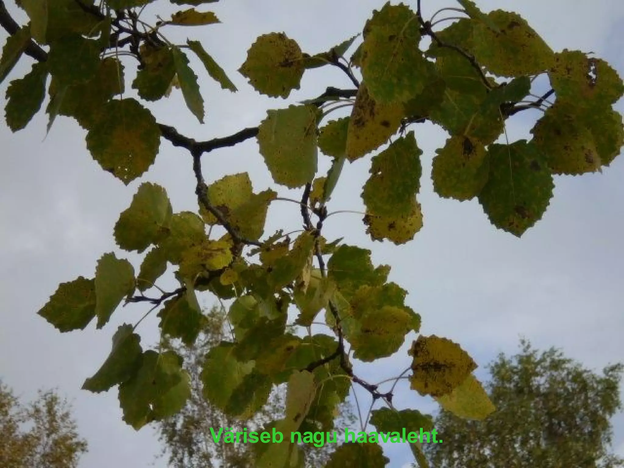 Väriseb nagu haavaleht. 