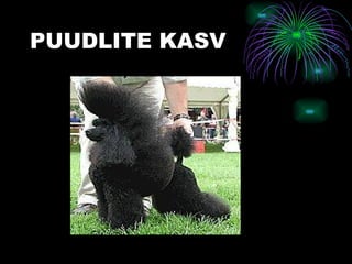 PUUDLITE KASV 