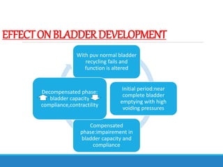EFFECTONBLADDERDEVELOPMENT
With puv normal bladder
recycling fails and
function is altered
Initial period:near
complete bladder
emptying with high
voiding pressures
Compensated
phase:impairement in
bladder capacity and
compliance
Decompensated phase:
bladder capacity
compliance,contractility
 