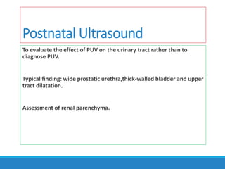 Postnatal Ultrasound
To evaluate the effect of PUV on the urinary tract rather than to
diagnose PUV.
Typical finding: wide prostatic urethra,thick-walled bladder and upper
tract dilatation.
Assessment of renal parenchyma.
 