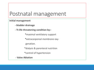 Postnatal management
Initial management
- bladder drainage
- Tt life threatening condition by:-
*maximal ventilatory support
*extracorporeal membrane oxy-
genation.
*dialysis & parenteral nutrition
*control of hypertension
- Valve Ablation
 
