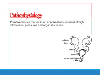 Pathophysiology
Primitive tissues mature in an abnormal environment of high
intraluminal pressures and organ distention.
 